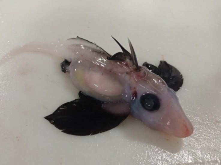 Rare newly hatched deep-water ghost shark discovered by scientists in New Zealand’s South Island