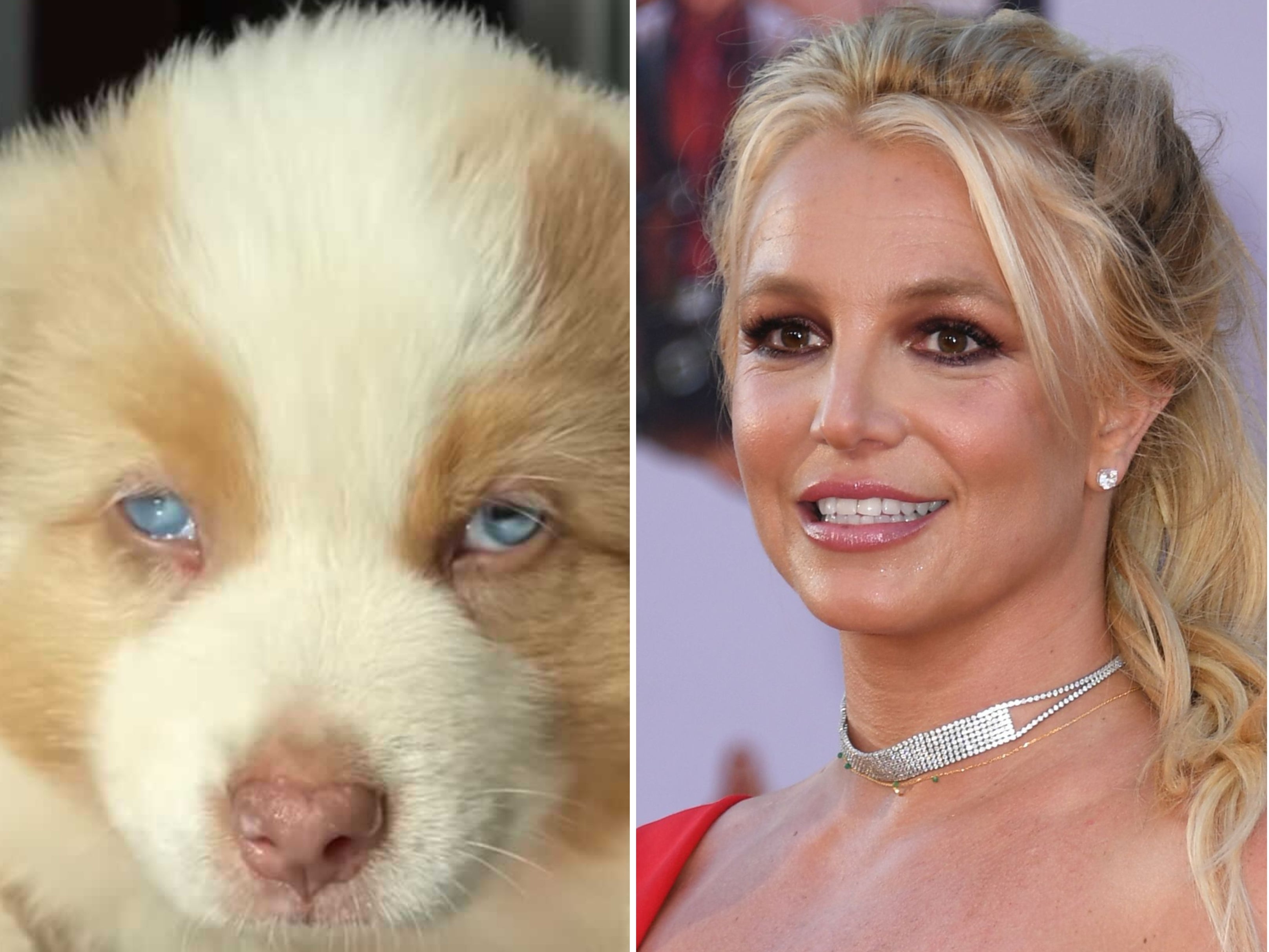 Britney Spears (R) has introduced fans to her new puppy, Sawyer (L)
