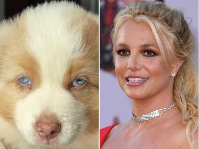 <p>Britney Spears (R) has introduced fans to her new puppy, Sawyer (L)</p>