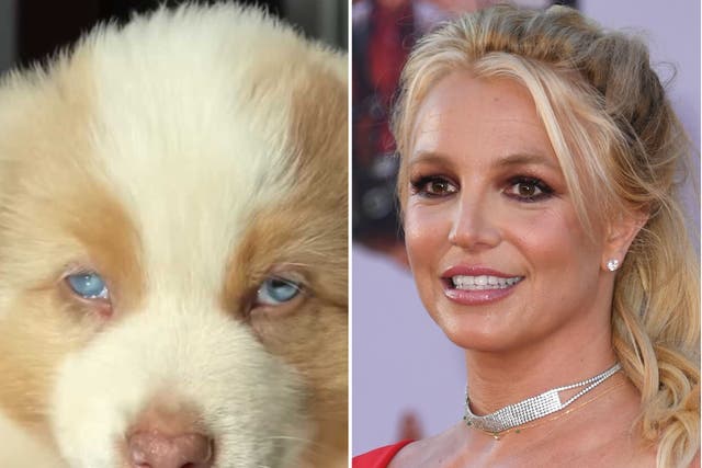 <p>Britney Spears (R) has introduced fans to her new puppy, Sawyer (L)</p>