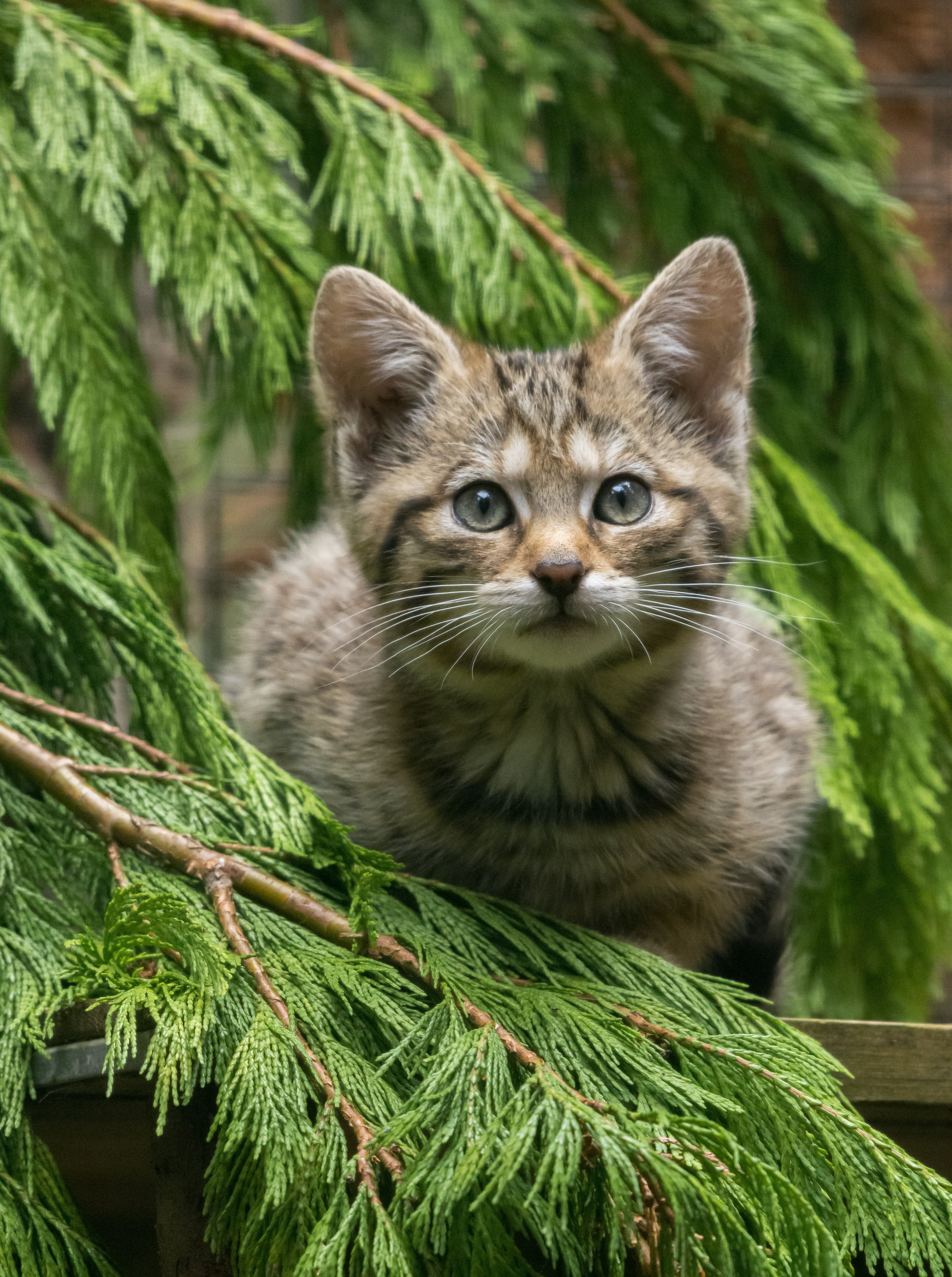 Finlay, a one-year-old wildcat similar to the one pictured, has been seized by police from a property in Wales where organisation Wildcat Haven claims it was rehabilitating the animal (Alyson Houston/RZSS/PA)