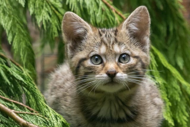 Finlay, a one-year-old wildcat similar to the one pictured, has been seized by police from a property in Wales where organisation Wildcat Haven claims it was rehabilitating the animal (Alyson Houston/RZSS/PA)