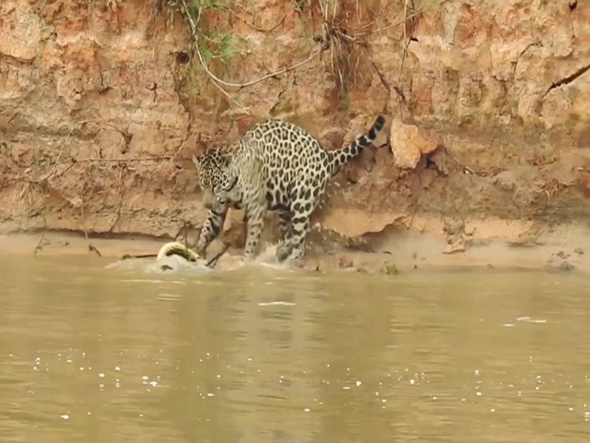 Jaguar pounces on swimming anaconda in savage attack | Lifestyle |  Independent TV