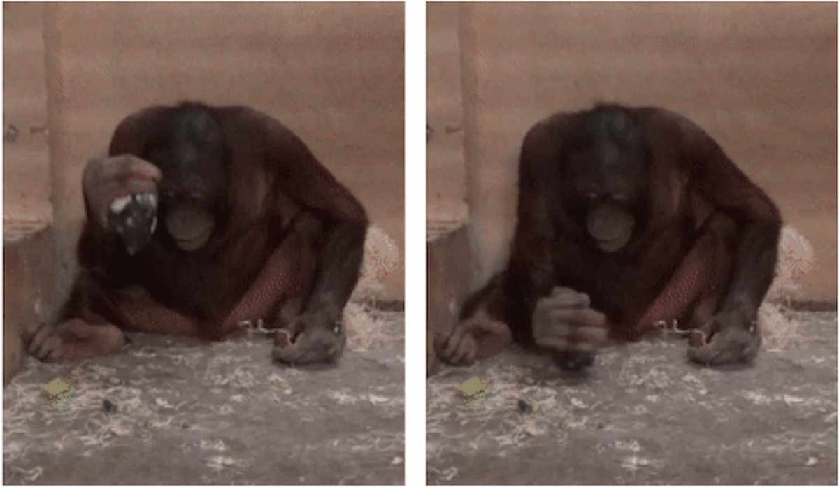 Orangutans instinctively use hammers to strike and sharp stones to cut – study Orangutans instinctively use hammers to strike and sharp stones to cut – study