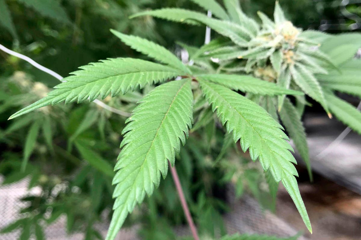 Marijuana bill spurs water rights debate in arid New Mexico Marijuana bill spurs water rights debate in arid New Mexico