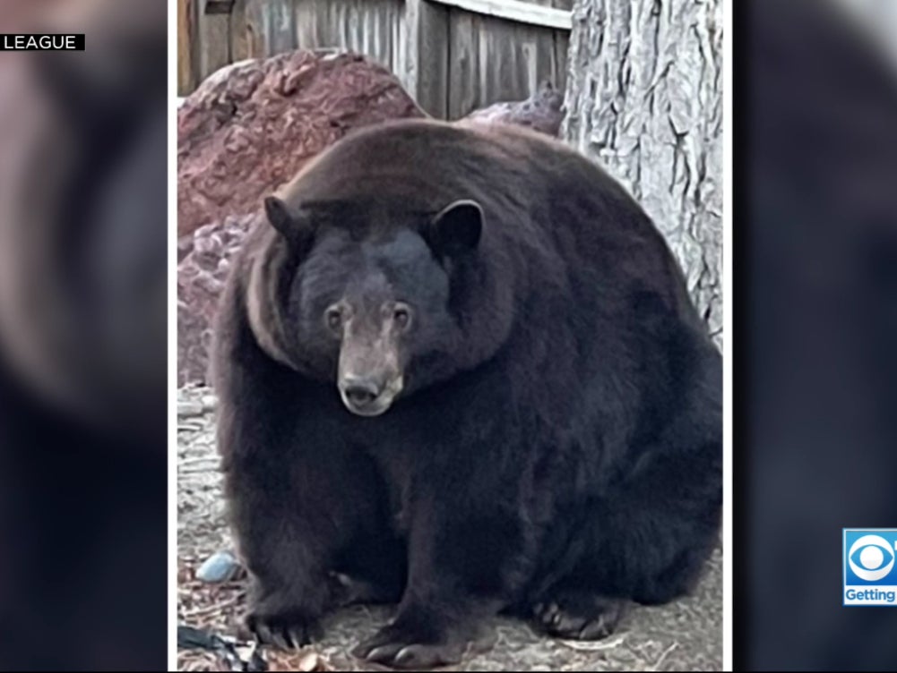 The bear, known among residents of South Lake Tahoe as either Jake or Yogi, does not hunt but has become habituated to feeding out of garbage