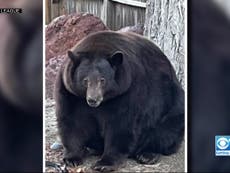 500-pound black bear nicknamed ‘Hank the Tank’ wreaks havoc in California