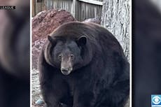 Giant bear breaking into California homes to be killed on sight ‘before someone dies’ despite public outcry