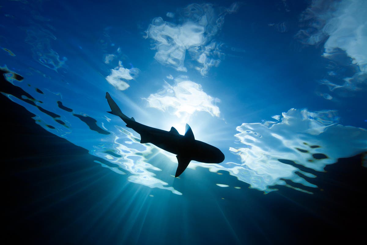 Man killed in Sydney shark attack &lsquo;was British expat&rsquo;