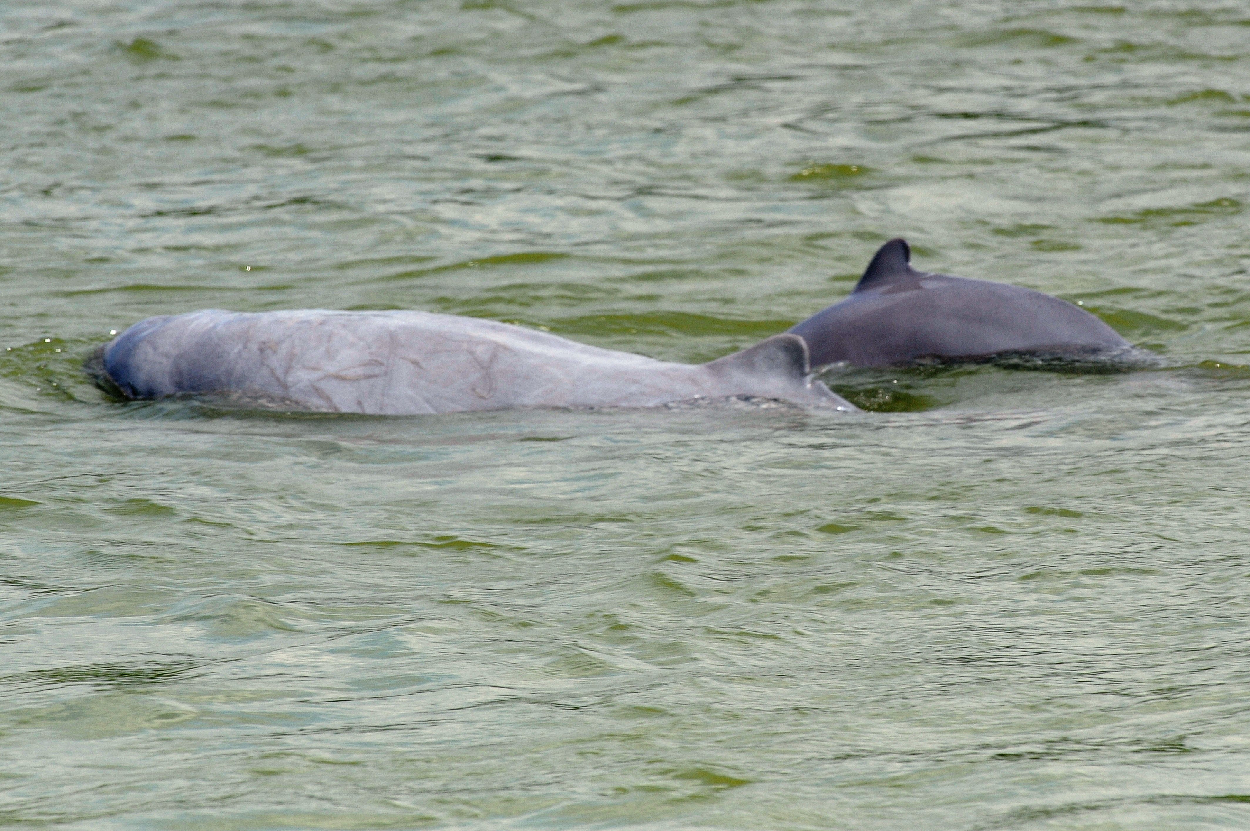 File photo: Dolphins in Mekong river in December 2012