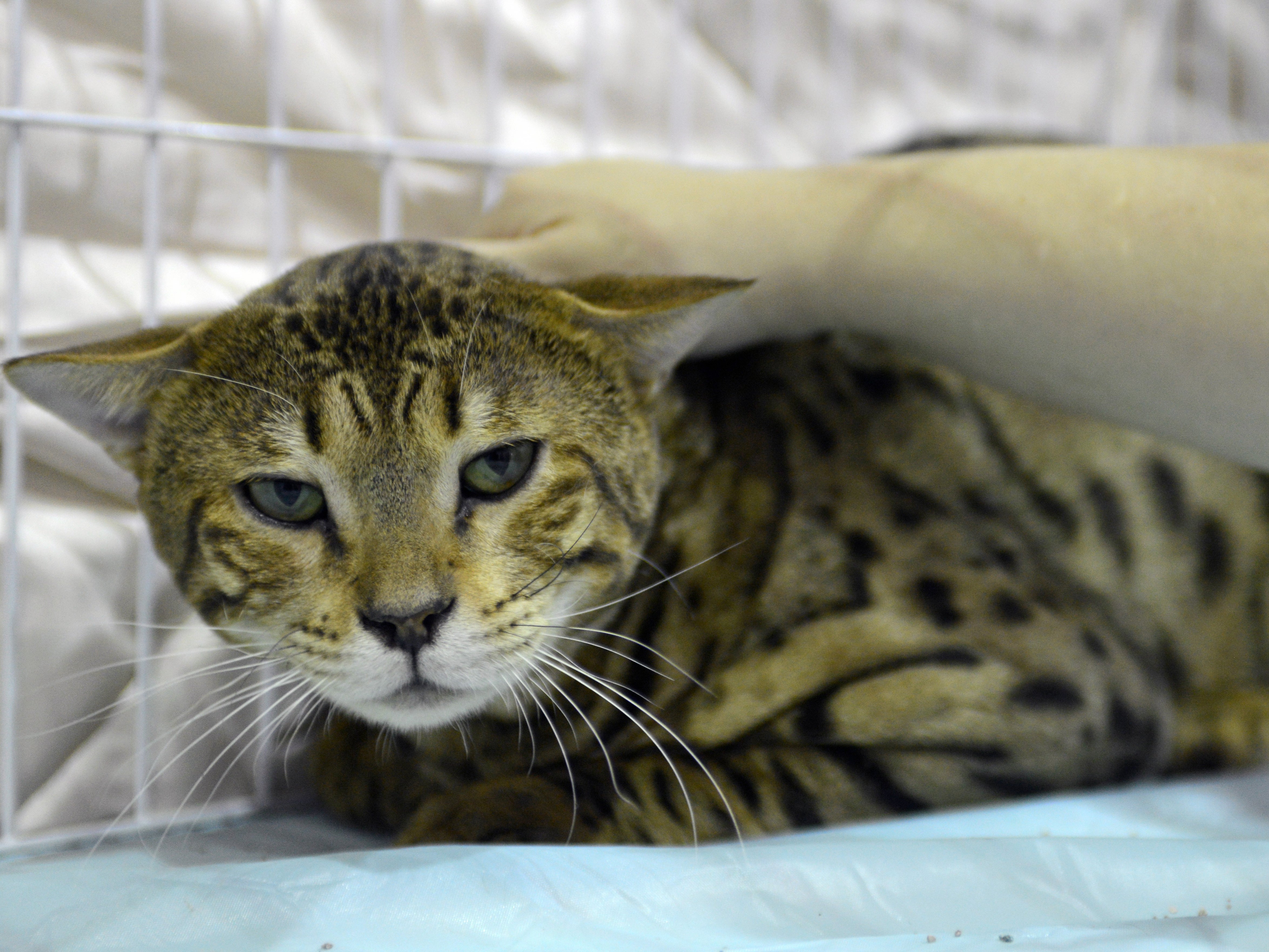 Savannah cats are traded for thousands of pounds