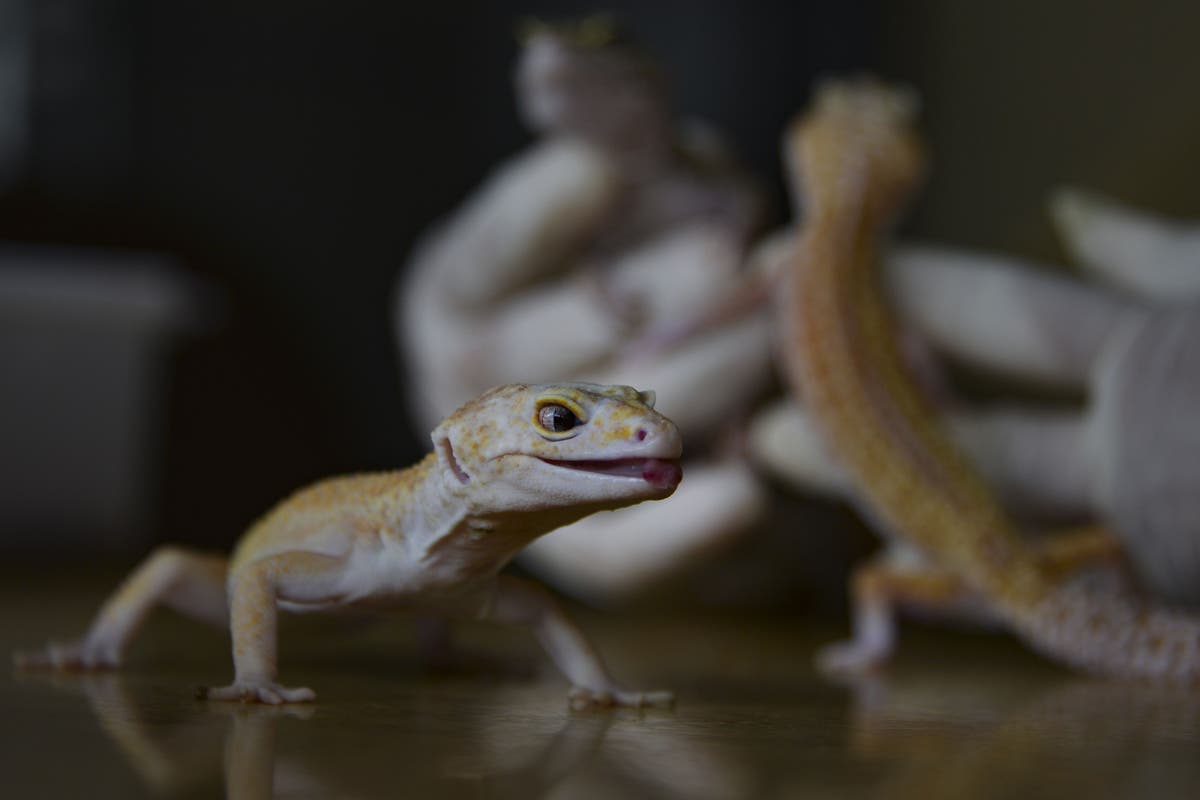 Scientists find how lizards prevent accidental amputations of their detachable tails