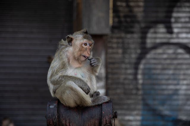 <p>Nearby residents found the primates in an abandoned building </p>