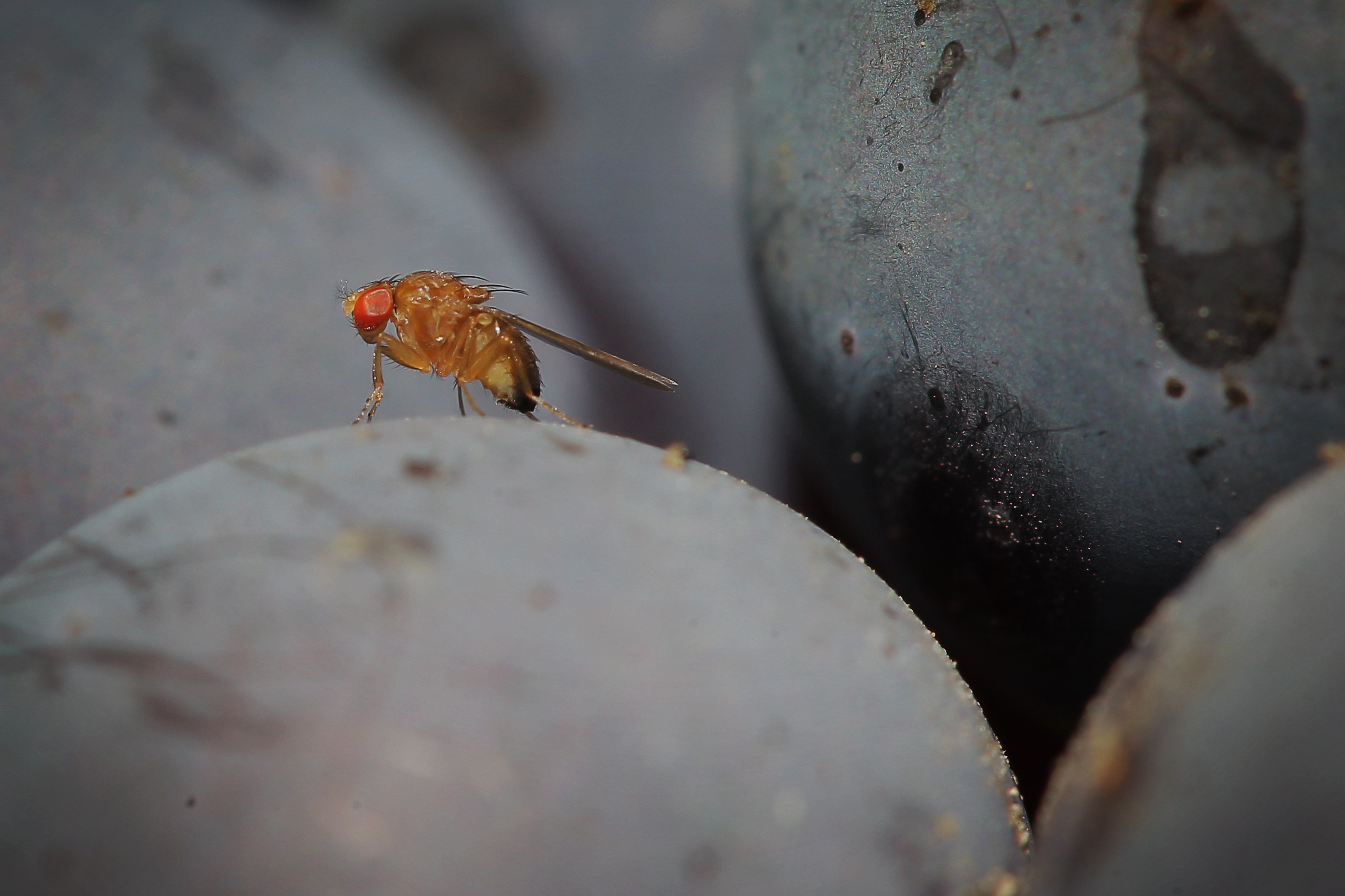 A spotted-wing drosophila (Drosophila suzukii) fly sits on a grape in the vineyard of family Mohr in Bensheim an der Bergstrasse, central Germany, on September 10, 2014