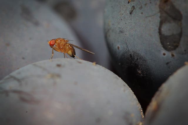 <p>A spotted-wing drosophila (Drosophila suzukii) fly sits on a grape in the vineyard of family Mohr in Bensheim an der Bergstrasse, central Germany, on September 10, 2014</p>