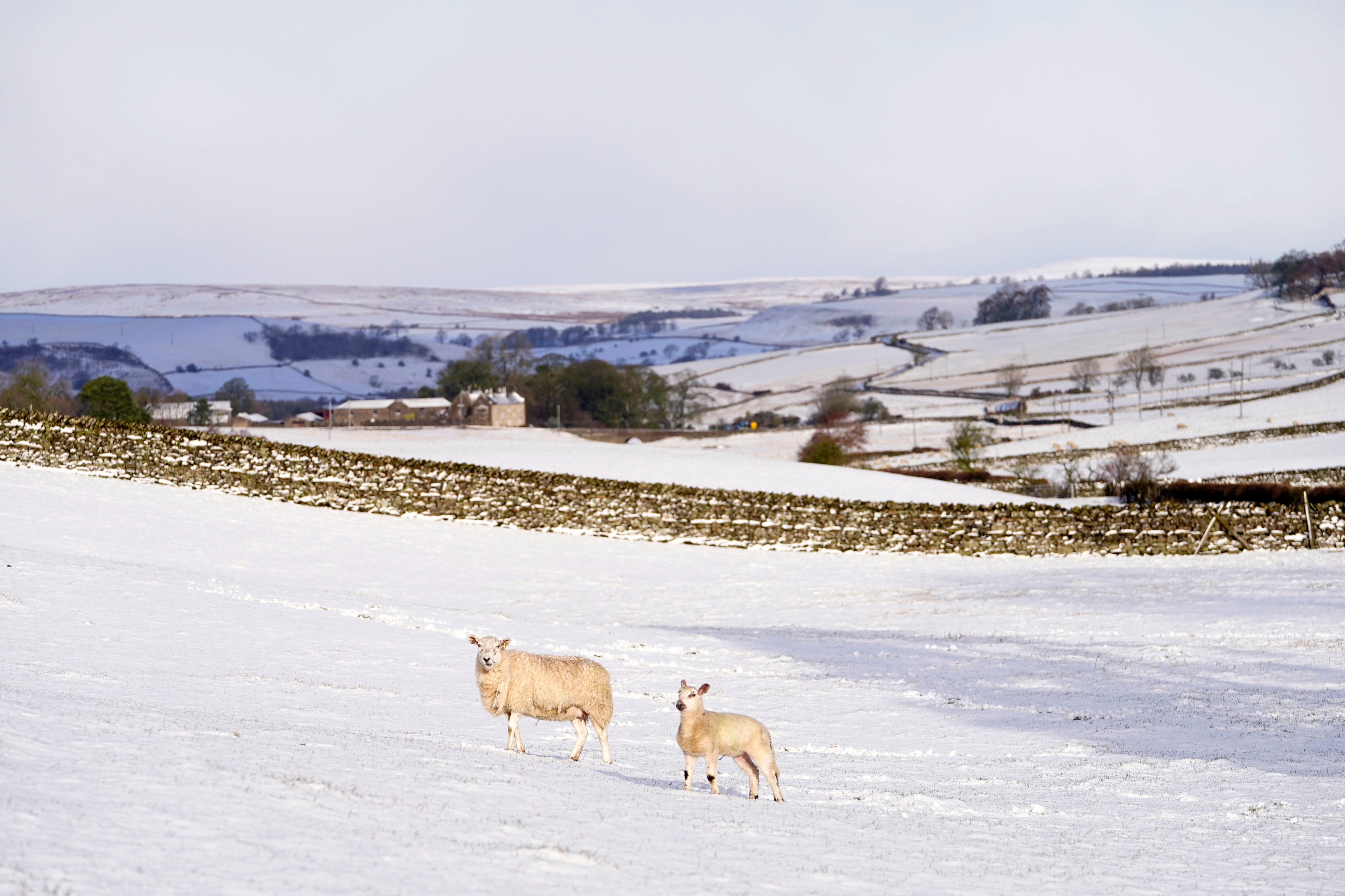 A sheep and a lamb take a stroll in fresh snowfall near Barden Moor, North Yorkshire, as Storm Eunice sweeps across the UK after hitting the south coast earlier on Friday