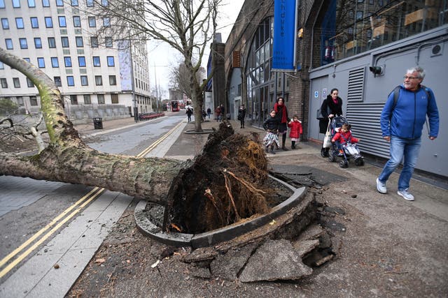 <p>People walk past a fallen tree brought down by strong winds during Storm Eunice in London</p>