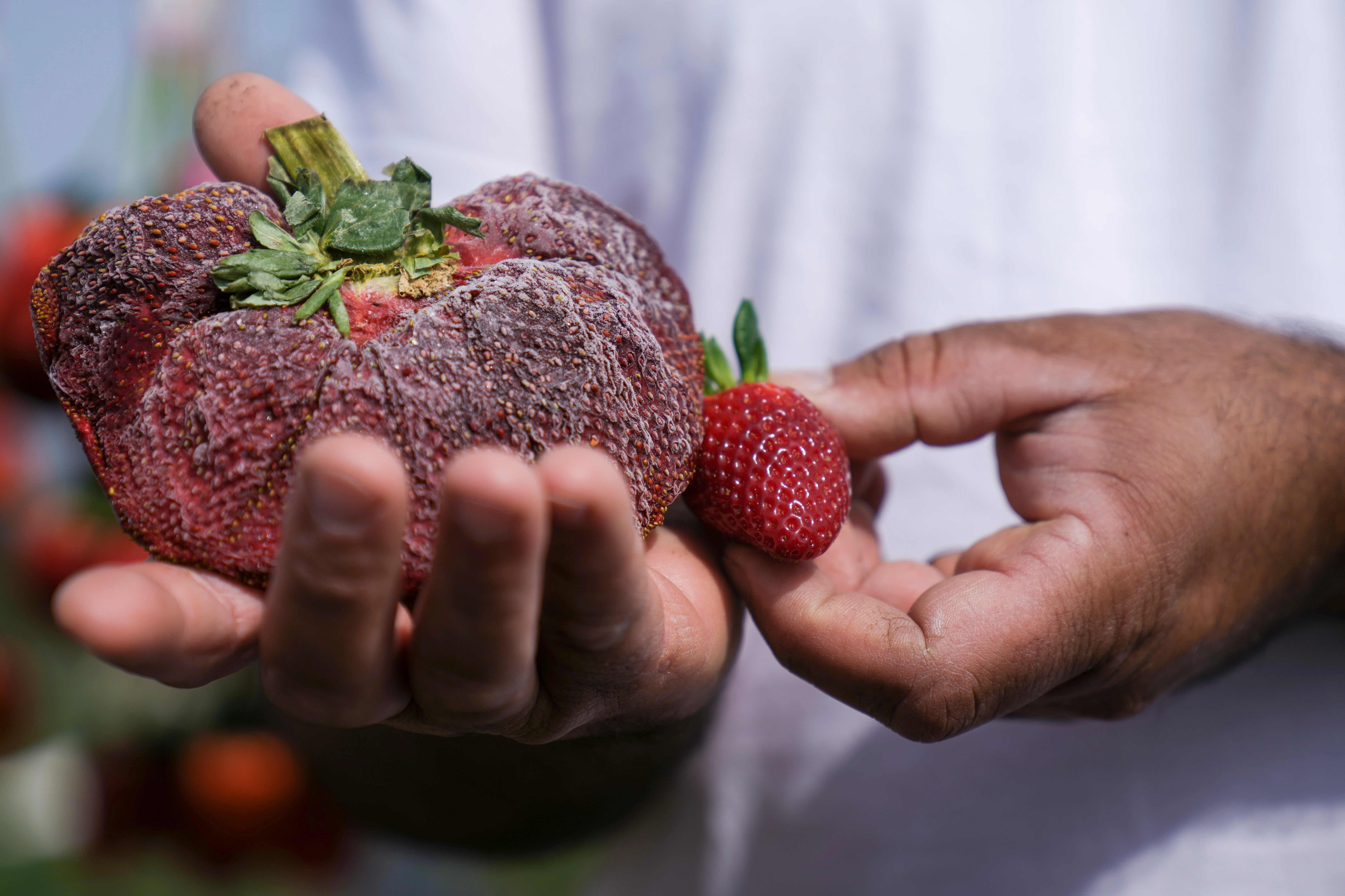 Israeli farmer Chahi Ariel holds a strawberry weighing a whopping 289 grams (over half a pound) in Kadima-Zoran, Israel, Thursday, Feb. 17, 2022