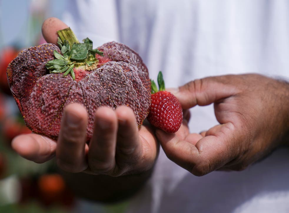 <p>Israeli farmer Chahi Ariel holds a strawberry weighing a whopping 289 grams (over half a pound) in Kadima-Zoran, Israel, Thursday, Feb. 17, 2022 </p>