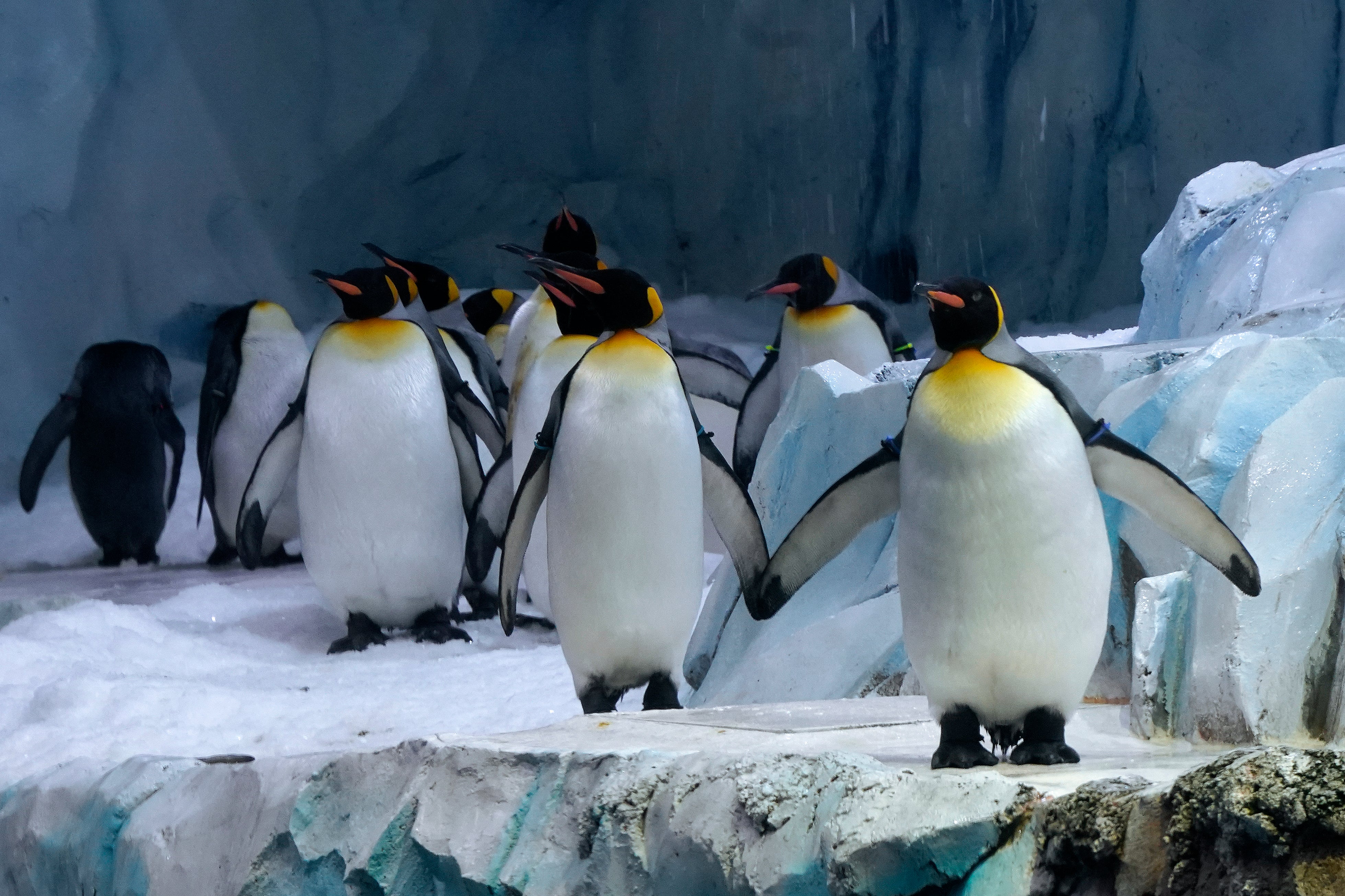 Detroit Zoo Penguin Center