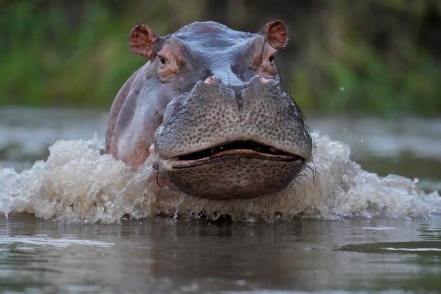 APTOPIX Colombia Hippos