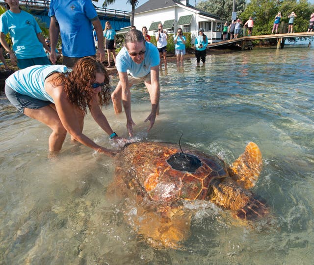 FLORIDA-TORTUGA