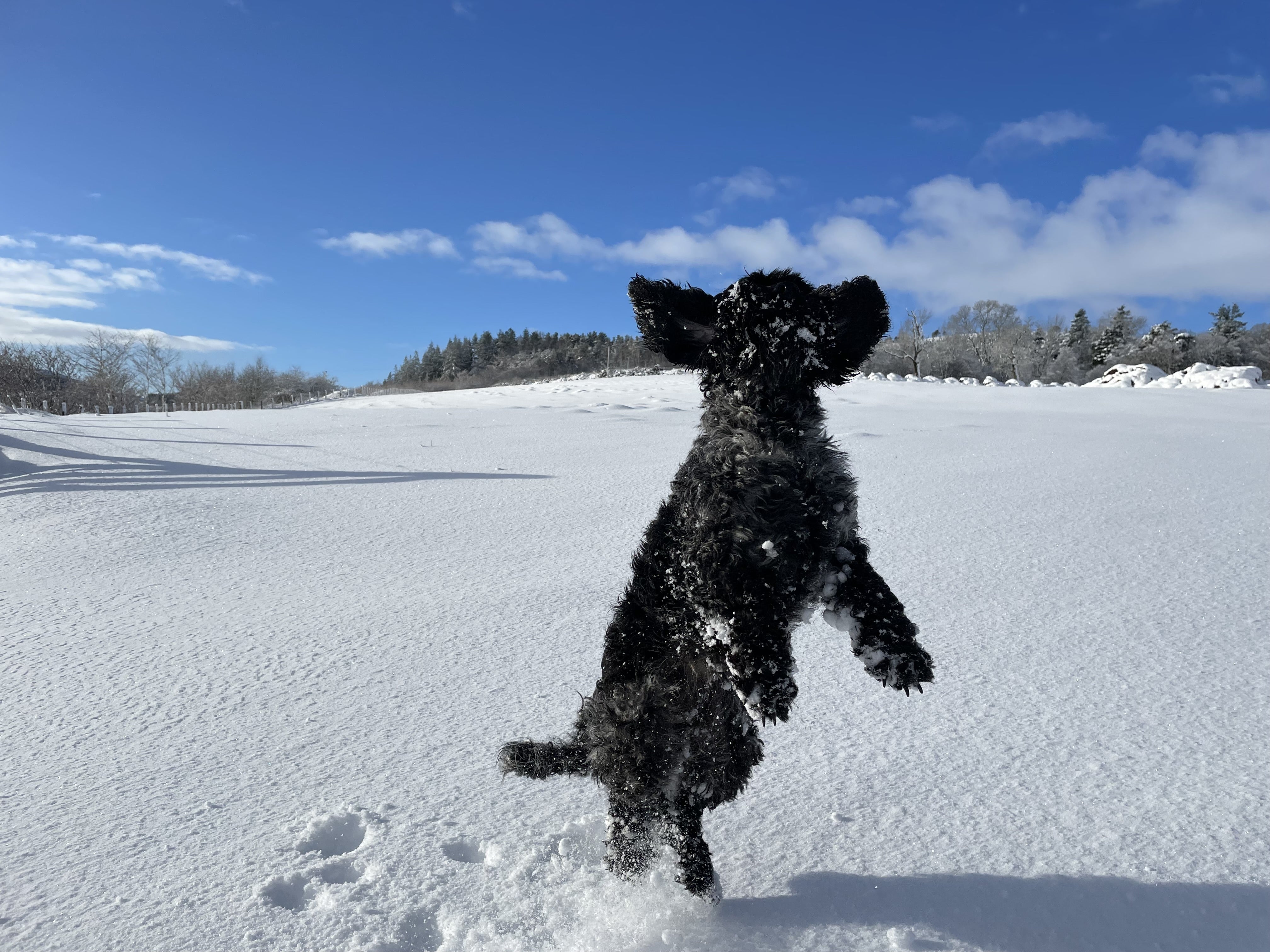 Poppy has fun in Huntly, Aberdeenshire, after Storm Eunice brought heavy snowfall to parts of Scotland