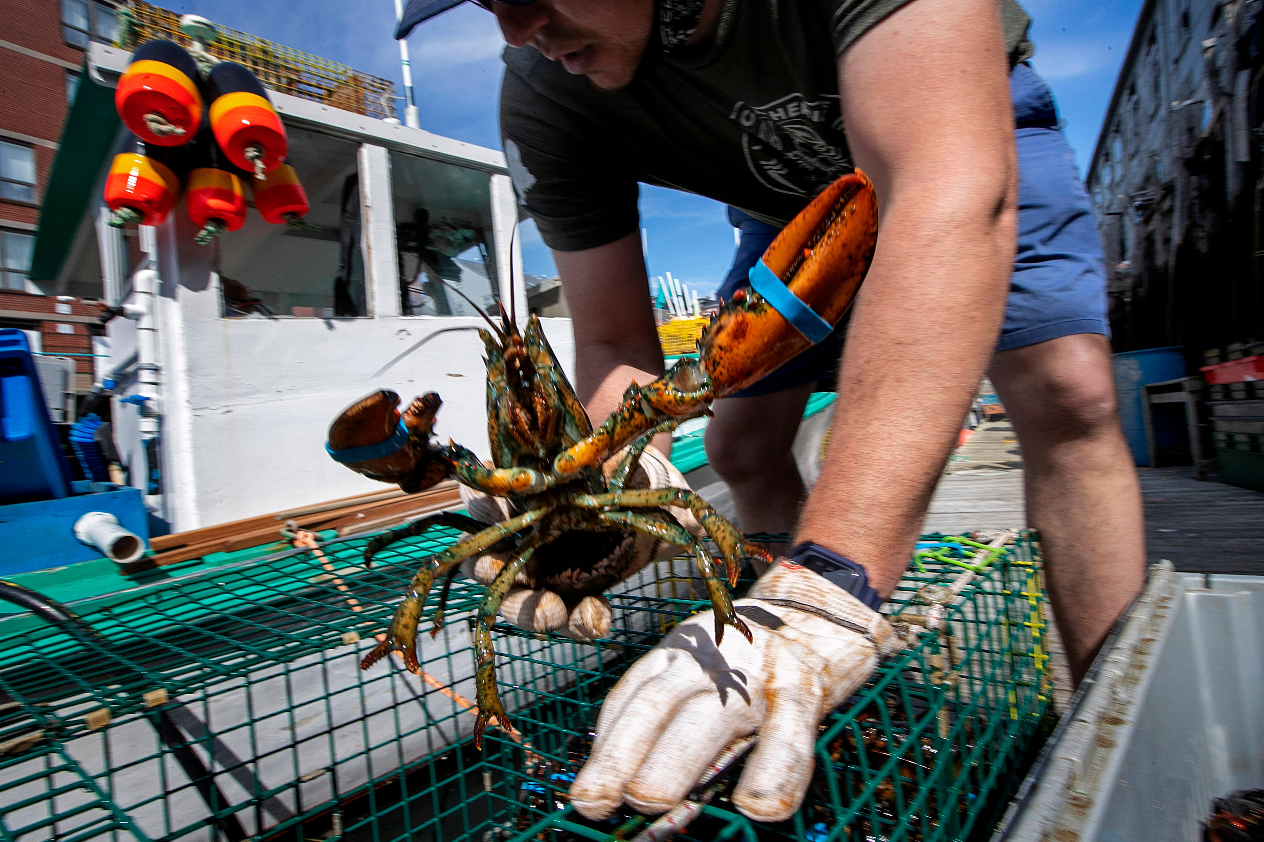 China Maine Lobster