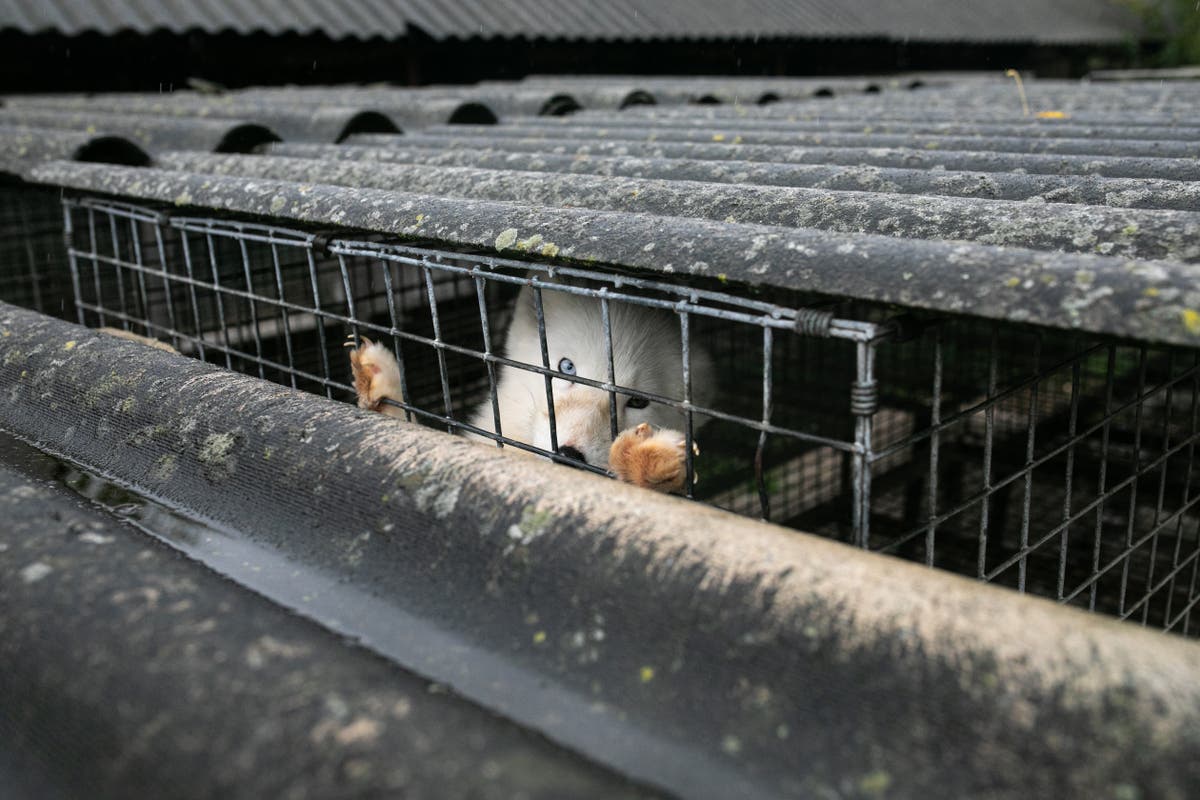 Voices: Sorry Jacob Rees-Mogg, ‘personal choice’ is no excuse for buying fur or foie gras Voices: Sorry Jacob Rees-Mogg, ‘personal choice’ is no excuse for buying fur or foie gras