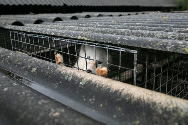 <p>I’ll gladly take Jacob Rees-Mogg to one of the many horrendous fur farms I’ve visited myself</p>