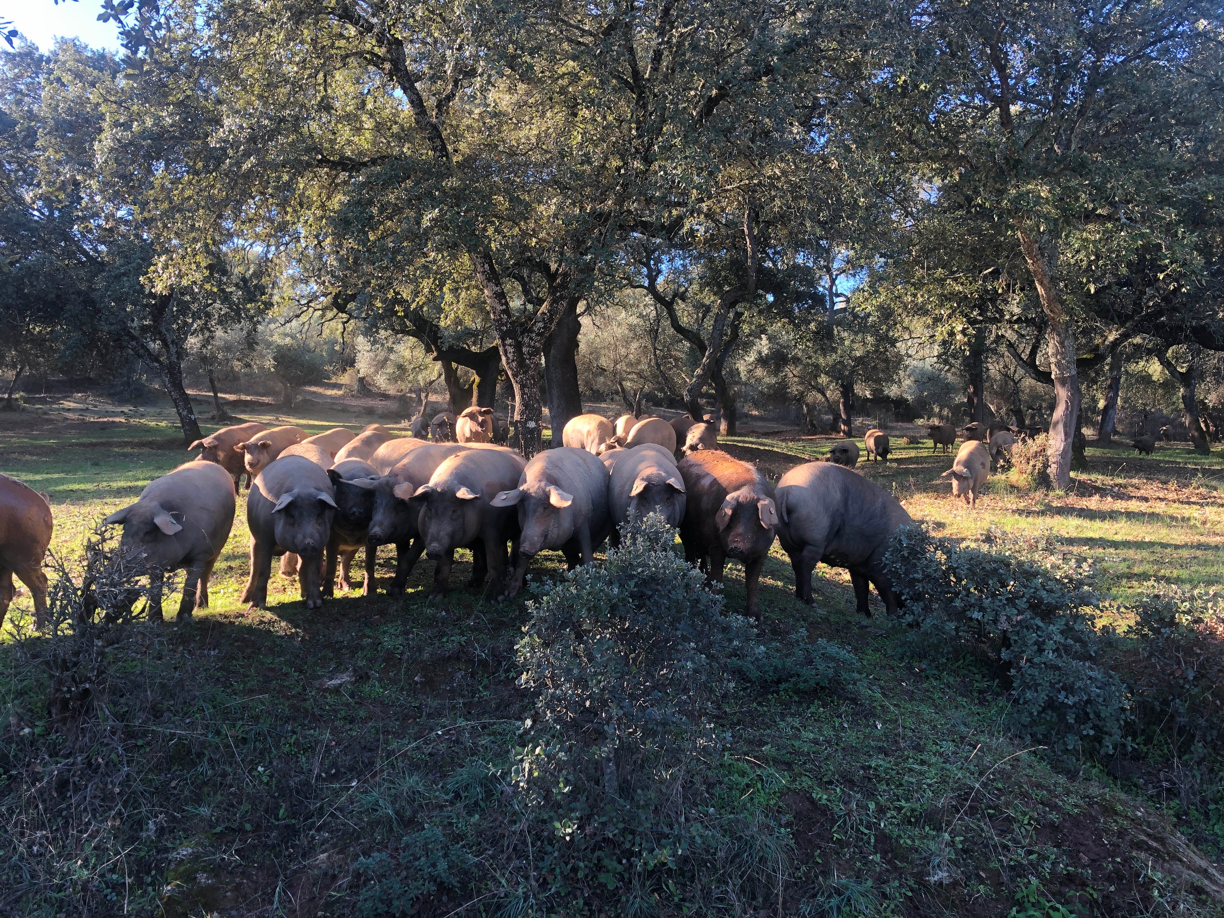 Named after their black hoofs, the pigs like to roam in herds