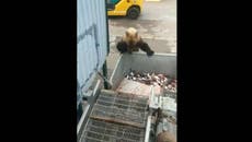 Hungry grizzly bear steals fish from back of worker’s lorry