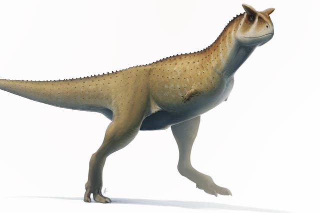 <p>Newly discovered dinosaur may have looked like the horned abelisaurid dinosaur Carnotaurus sastrei illustrated here</p>