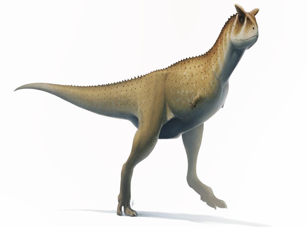 <p>Newly discovered dinosaur may have looked like the horned abelisaurid dinosaur Carnotaurus sastrei illustrated here</p>