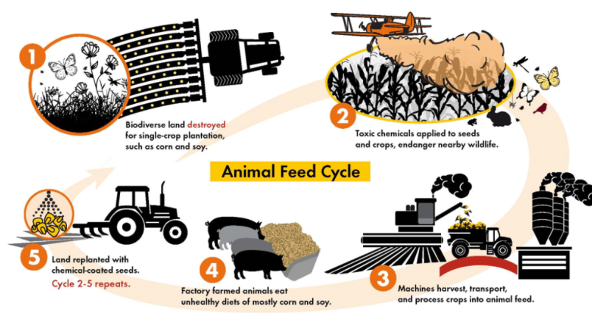 The animal feed cycle using herbicides and pesticides