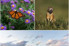 US meat industry using 235m pounds of pesticides a year, threatening thousands of at-risk species, study finds