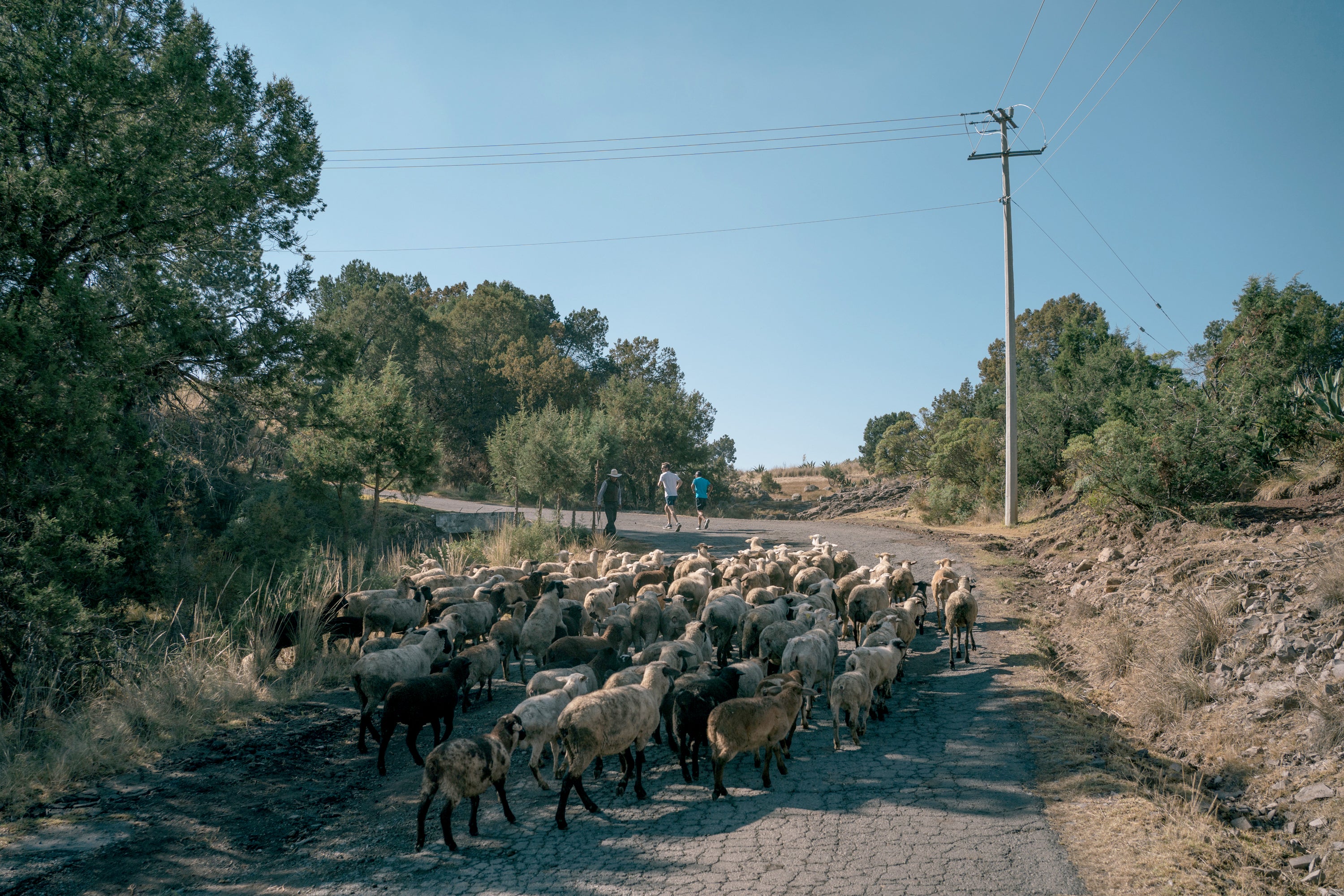 The author (left) and Silva run uphill while a flock of sheep cross the road