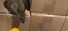 Video reveals rat-infested Family Dollar warehouse as FDA issues warning