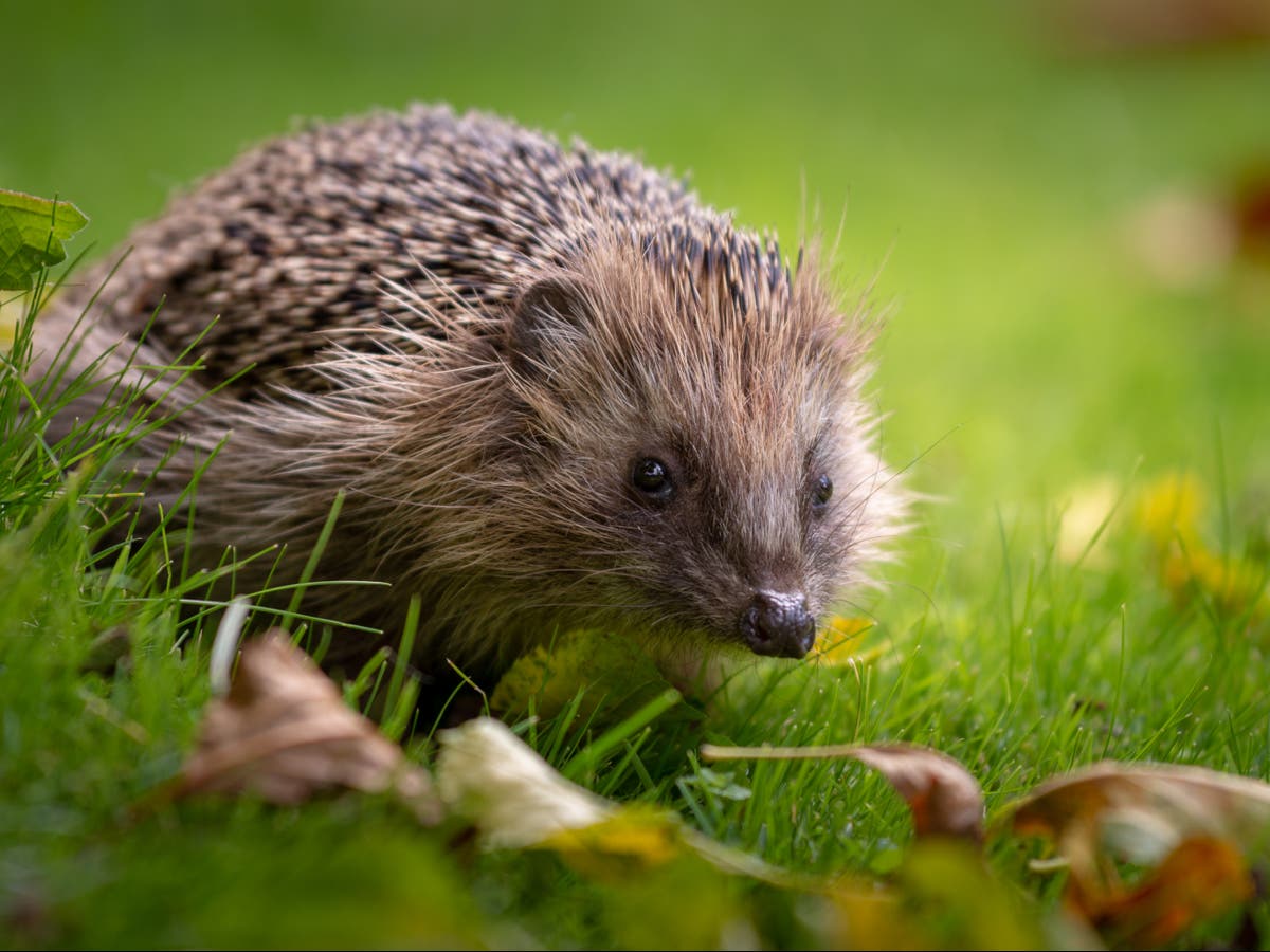 Hedgehog numbers plummeting in British countryside