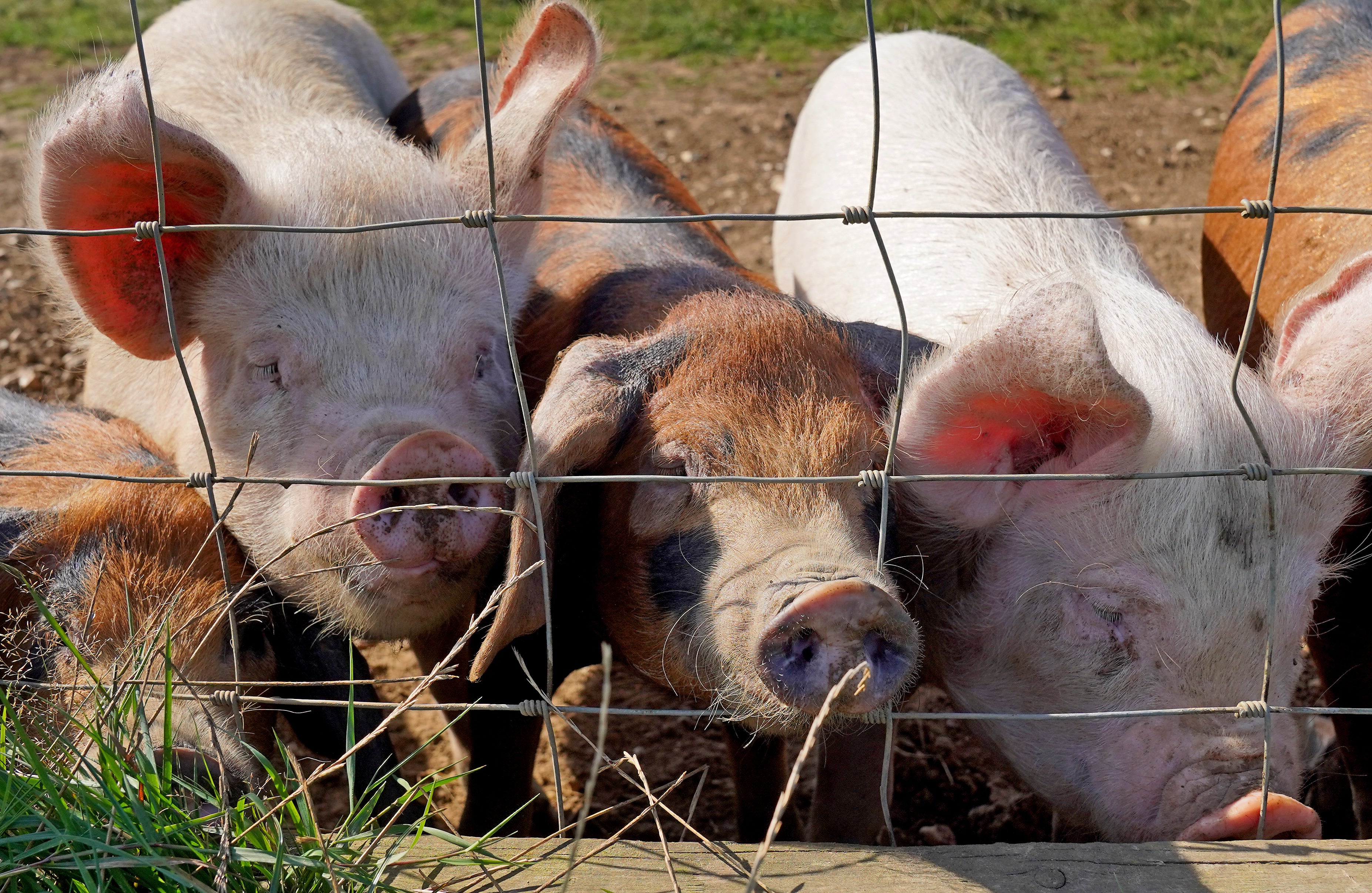 File photo of pigs on a farm (Gareth Fuller/PA Wire)