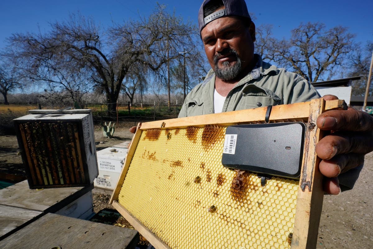 Beekeepers turn to anti-theft technology as hive thefts rise Beekeepers turn to anti-theft technology as hive thefts rise