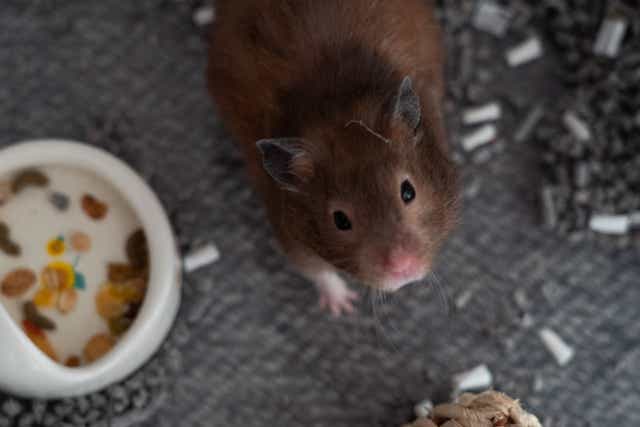 <p>In the study, scientists inoculated eight-10 weeks old hamsters with different doses of the wild-strain of the novel coronavirus as well as Delta and Omicron variants</p>