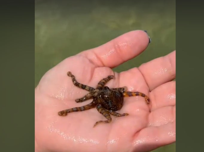 A woman in Australia filmed herself holding a blue-ringed octopus