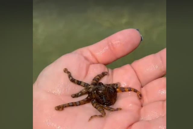 <p>A woman in Australia filmed herself holding a blue-ringed octopus </p>
