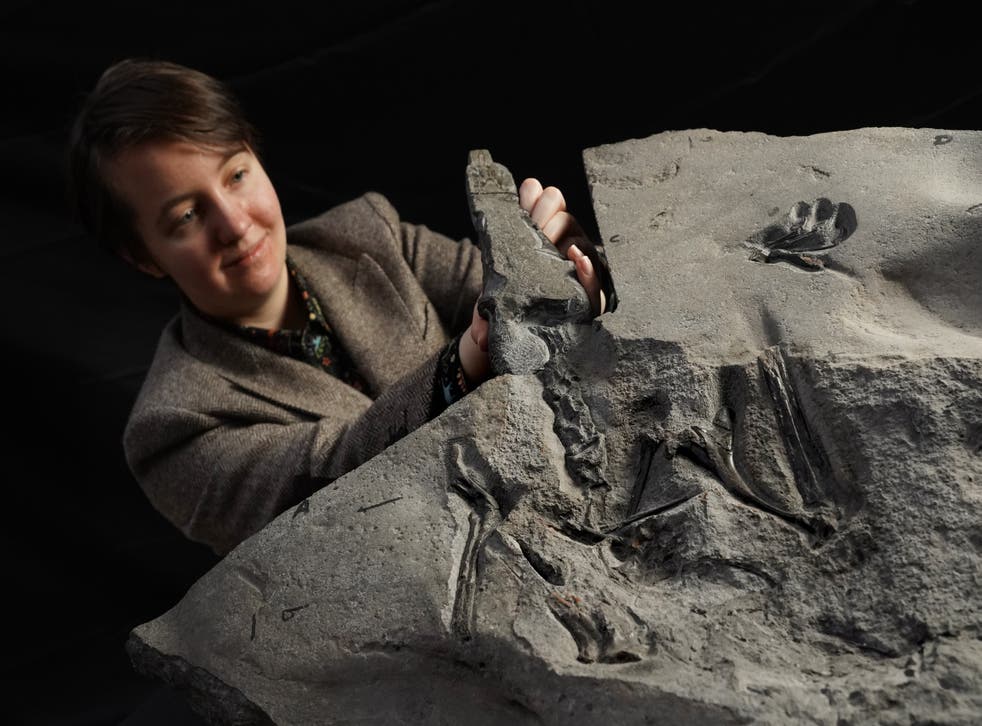 University of Edinburgh PhD student Natalia Jagielska with what has been hailed as the world’s largest Jurassic pterosaur fossil (Stewart Attwood/PA)