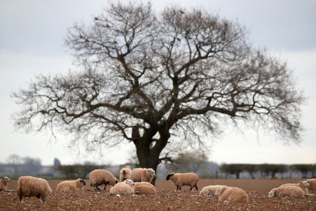 Minette Batters has warned the Government’s focus is not on food in the countryside (Nick Potts/PA)