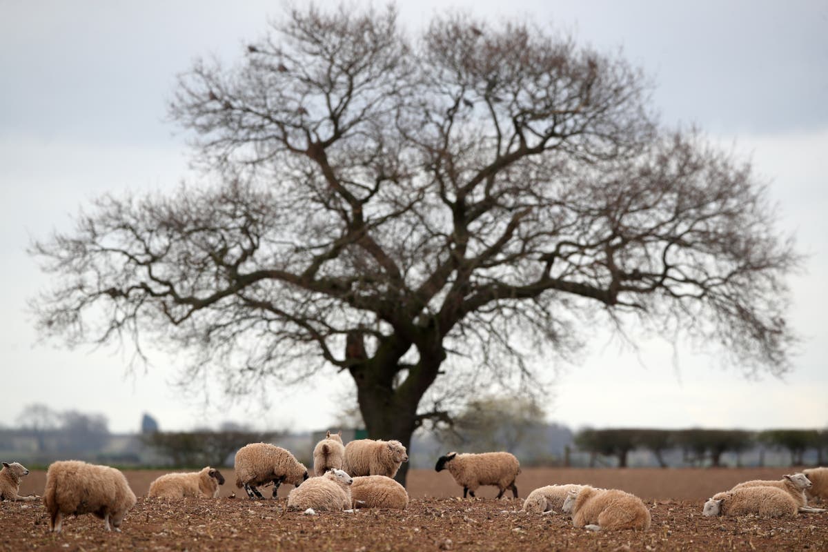 Government accused of being focused on ‘anything other than food’ in countryside Government accused of being focused on ‘anything other than food’ in countryside