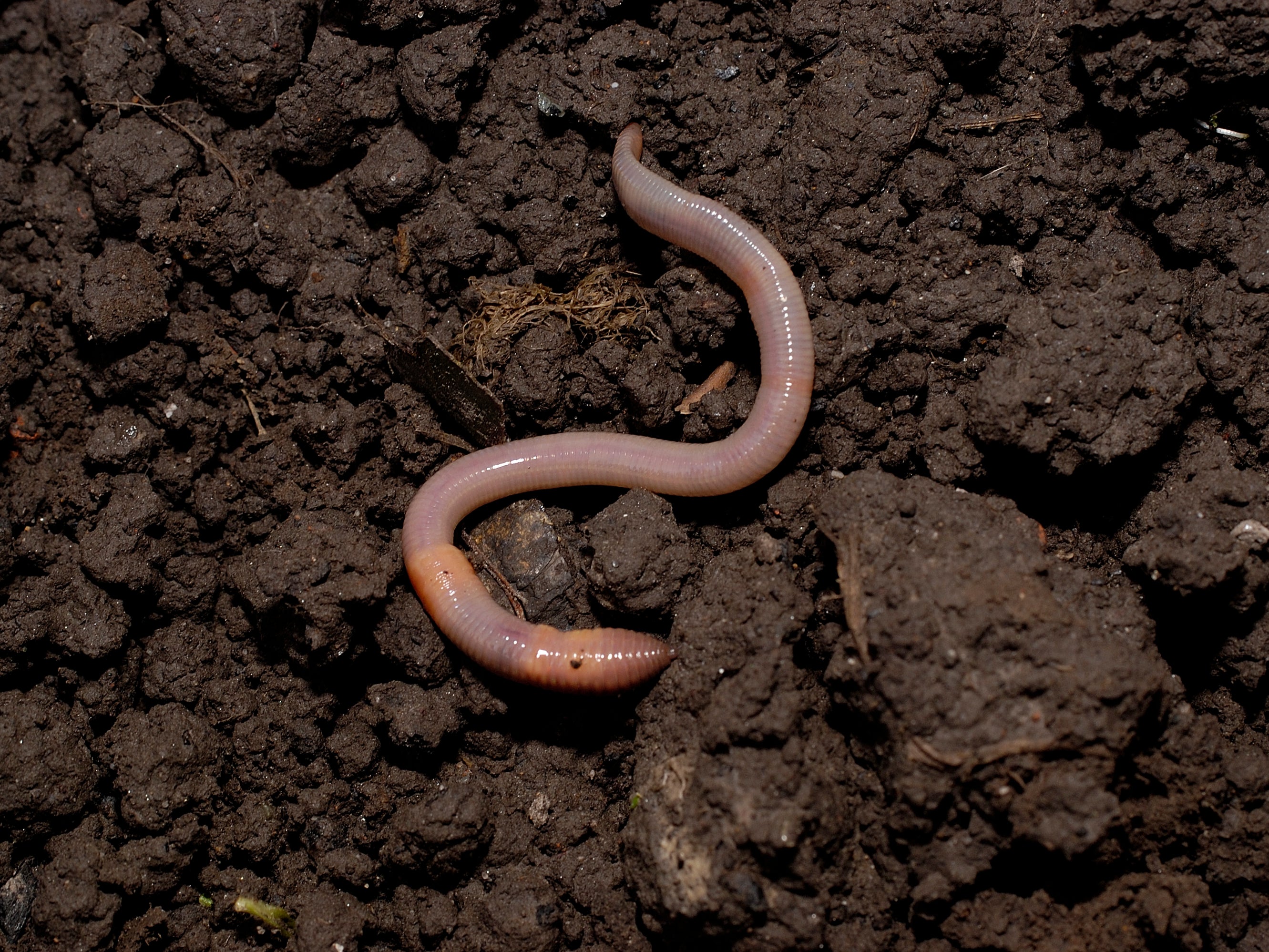 How do worms move through hard soil, and how far can ants see?