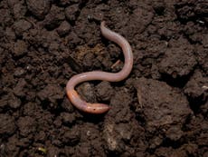 How do worms move through hard soil, and how far can ants see?