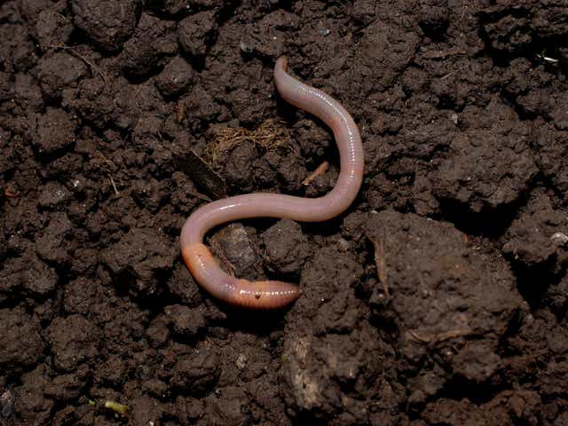 <p>If the soil is rich in food, or compact, worms will in effect eat their way to the surface </p>